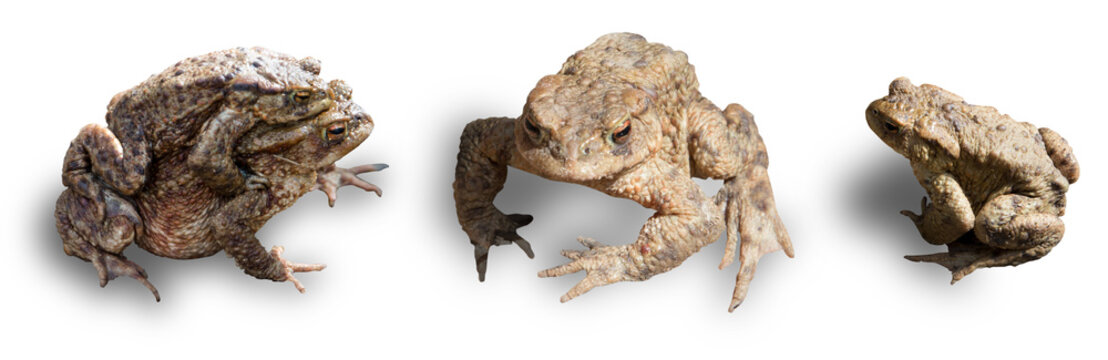 Fr&ouml;sche / Kr&ouml;ten