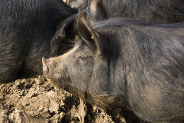 Berkshire black pigs an old rare British breed which is also bred in Japan Kagoshima province as the kurobuta