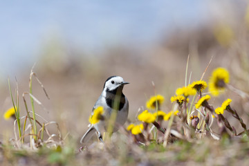 The white wagtail (Motacilla alba) looking behind coltsfoots