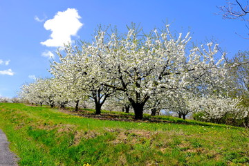 Fototapeta na wymiar arbres a fruit cerisiers 2