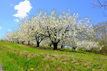 arbres a fruits cerisiers