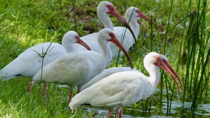 Ibis, Vögel am Wasser