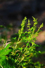 Sweet basil close up with blur tree background in garden