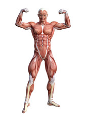 3D Rendering Male Anatomy Figure on White