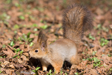 red squirrel on a tree