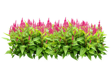 flower bush tree isolated with clipping path