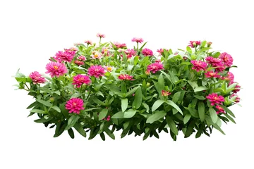 Papier Peint Lavable Fleurs flower bush tree isolated with clipping path