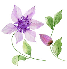 Beautiful purple clematis on a stem. Floral set (flower, leaves on climbing twig, boll). Isolated on white background. Watercolor painting. - obrazy, fototapety, plakaty