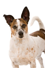 Älterer Terriermischling isoliert auf weißem Grund