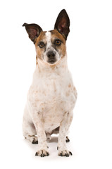 Älterer Terriermischling isoliert auf weißem Grund