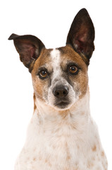 Älterer Terriermischling isoliert auf weißem Grund