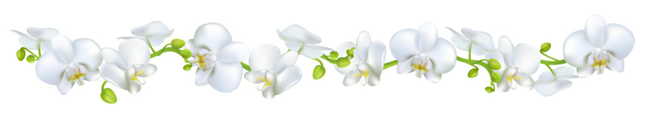 Orchids. Flowers. White. Tropical plants. Isolated. Floral background. Horizontal pattern. © Nataliia
