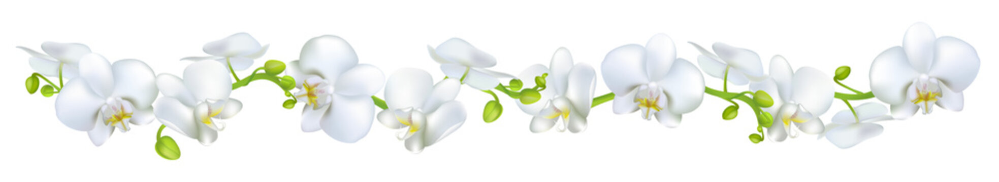 Orchids. Flowers. White. Tropical plants. Isolated. Floral background. Horizontal pattern.