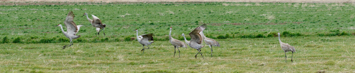 Sandhill cranes in a row