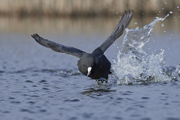 Eurasian coot (Fulica atra)