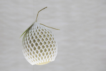 Cantaloupe on blurred background.