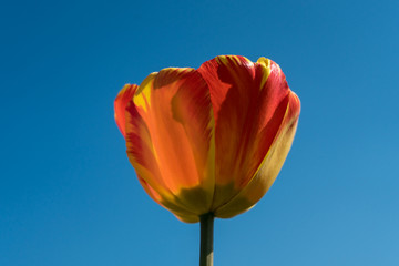 Tulpe