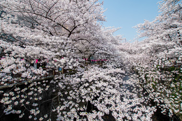 Japan Tokyo Nakameguro Sakura cherry blossom 日本 桜 中目黒