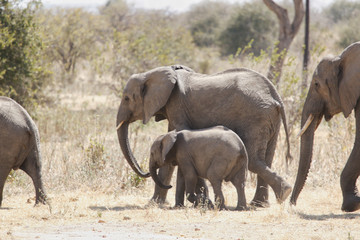Fototapeta premium Elephant in Ruaha National Park, Tanzania
