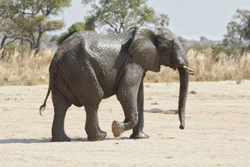 Fototapeta premium Elephant in Ruaha National Park, Tanzania