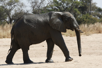Fototapeta na wymiar Elephant in Ruaha National Park, Tanzania