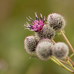 funny flowers and buds of burdock