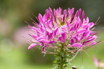 beautiful bright Cleoma flowers blooming in a summer park or garden