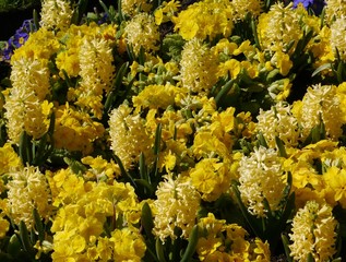 Yellow hyacinth spring flowers