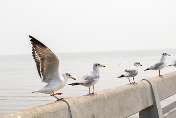 Seagull stand on stone terrace at the sea.