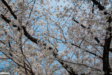 Japan Sakura cherry blossom Kawazu-zakura 日本 河津桜