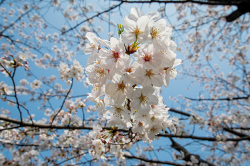 Japan Sakura cherry blossom Kawazu-zakura 日本 河津桜