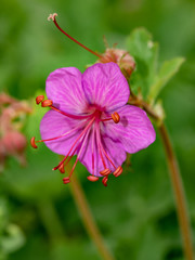 Obraz premium Geranium in the home garden, selective focus