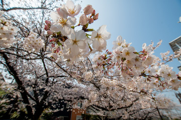 Japan Sakura cherry blossom Kawazu-zakura 日本 河津桜