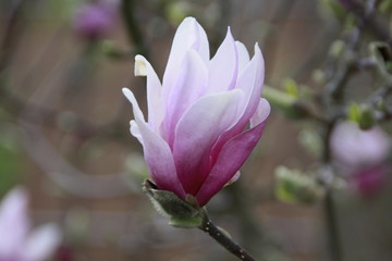 magnolienbl&uuml;te 