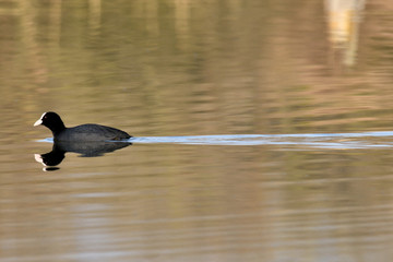 coot water bird swimming on the lake 