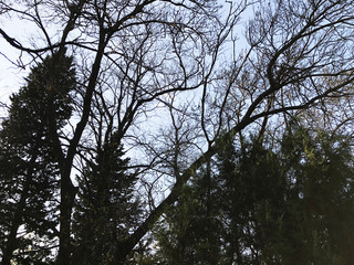 Spring weather, sunny sky, flowering trees in the village.