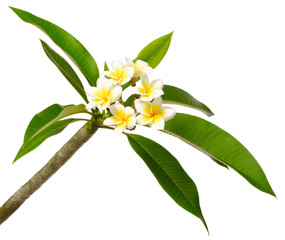 fresh Frangipani flowers and leaves isolated on white