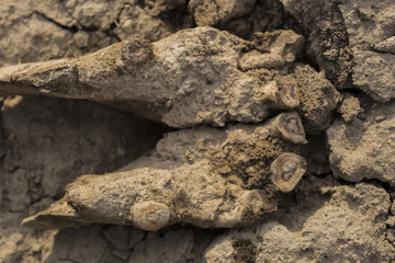 Excavation of Scythian graves. Ancient remains of an old horse. Millennial bones animal.