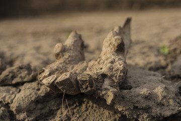 Excavation of Scythian graves. Ancient remains of an old horse. Millennial bones animal.