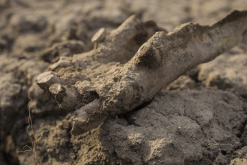 Excavation of Scythian graves. Ancient remains of an old horse. Millennial bones animal.