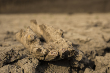Excavation of Scythian graves. Ancient remains of an old horse. Millennial bones animal.