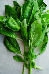Close up with twigs of fresh green basil on metallic background