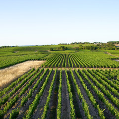 Fototapeta na wymiar Paysage de vignes en France