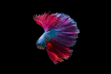 Keuken foto achterwand The moving moment beautiful of siam betta fish in thailand on black background.  © Soonthorn