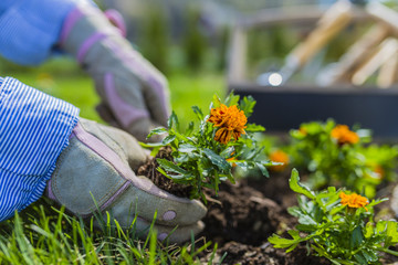 Blooming marigolds planted to the ground in the garden.
