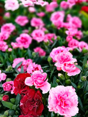 Fleurs au printemps 