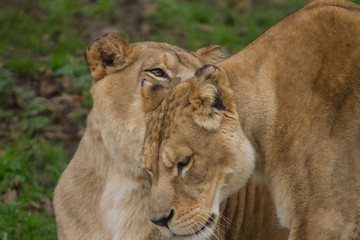 Obraz na płótnie Canvas Photo of a pair of Barbary lioness greeting each other