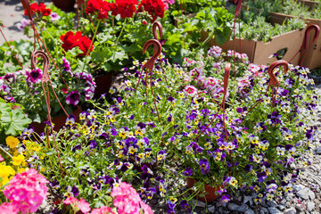 Colorful Spring Flowers