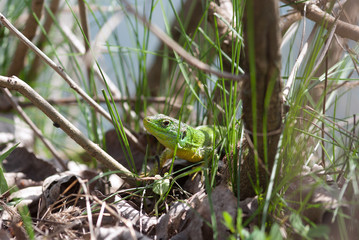 ramarro  nascosto nel cespuglio