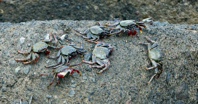 crabs on the rock